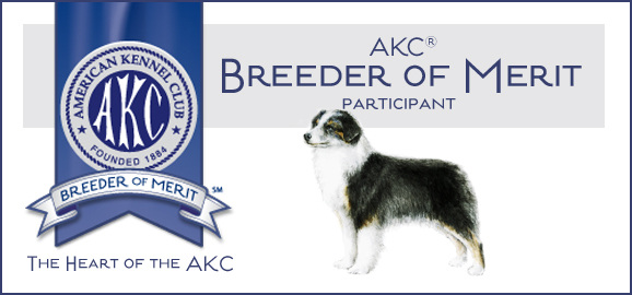 Crimson Miniature American Shepherds have been awarded Breeder of Merit Award from American Kennel Club. Crimson Miniature American Shepherds have been awarded Breeder of Merit Award from American Kennel Club.